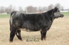 Blue Cheese heifer sm pic.jpg