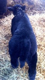 FMC x WMW Bull Calf.JPG