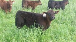 Apostle calves 5-10-16.jpg