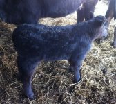 NW x Monopoly Bull Calf.JPG