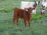 Calf cow may 2016 046_opt.jpg