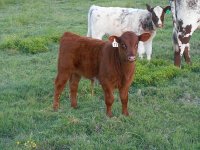 Calf cow may 2016 046_opt.jpg