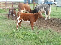 Calf cow may 2016 060_opt.jpg