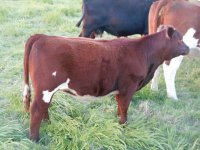 Calf cow may 2016 039_opt.jpg