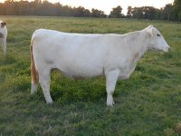 Calf cow may 2016 041_opt.jpg