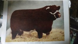 1946 modern bull revised.jpg