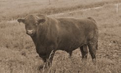 Old Shorthorn bull 1.jpg