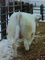 Wisconsin Craigs bull.jpg