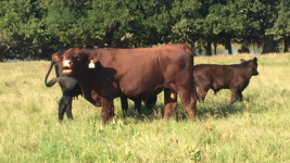 Waukaru Forward 4003 & his F1 bull calf.png