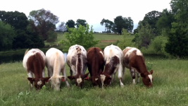 Vanguard yearling heifers.png