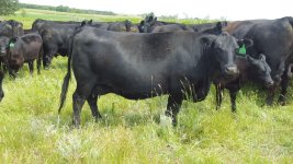 nyk cow.jpg