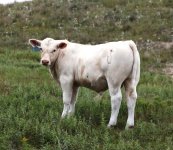 093    2016    BULL CALF     669.JPG