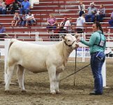 MarleyCropSF   fred raised heifer.jpg