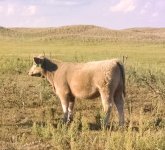 1200   ITALION STALLION X PB CHAROLAIS COW.jpg