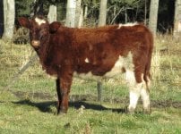 6l heifer.jpg