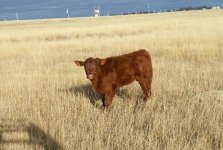 Bluebook X Dora bull calf.jpg