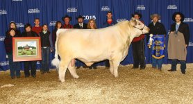 Bell M Foreman 30A Grand Champion Bull 2015.jpg