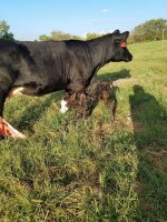 mae and broadway calf.jpg