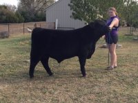 blue chip bull calf.jpg