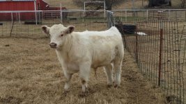 white bull resized.jpg