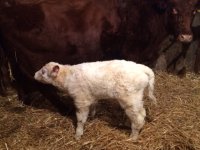 White Buster calf 1.jpg