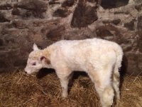 White Buster calf 2.jpg