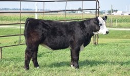 Jawbreaker Heifer.jpg