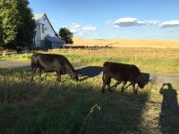 Sapphire and Ren. Blues heifer.jpg