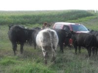 cattle 015.jpg