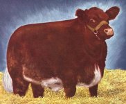 beef4-beefcattle.jpg