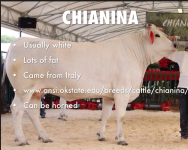 CHIANINA.PNG