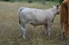 Steer may 2.jpg