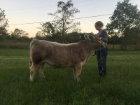 Steer Oct 2.jpg