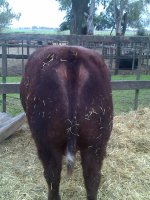 1 - ALLWE X9 BLANQUITO MARSHAL 1 TE 6.jpg