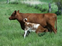 LADY AND CALF.JPG