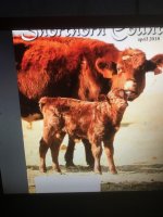 rhin shorthorn on cover.jpg