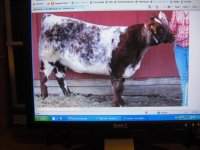 Dorothy yearling.jpg