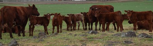 DSC00350SPRING CALVES.jpg