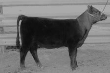 heifer b w1.jpg