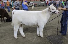 compton white heifer jr nat.jpg