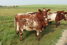 52D and Dynamite heiefer calf.jpg