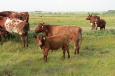 5D and Dynamite heifer calf.jpg