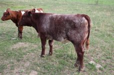 Medium Rare's Mandalong Super Flag heifer.jpg