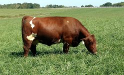 93a heifer.jpg