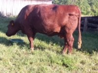 dales bulls g mother.jpg