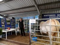 whitedred bul from behind.jpg