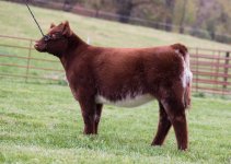 compton fresh aie dark roan sale heifer (1).jpg