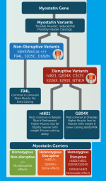 C__Data_Users_DefApps_Windows Phone_AppData_INTERNETEXPLORER_Temp_Saved Images_myostatin-gene.png