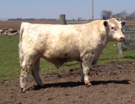 image Wises hiefer bull-Belltinger x CE Canadian.jpg