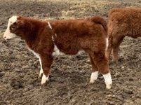 Flashy heifer 1.jpg